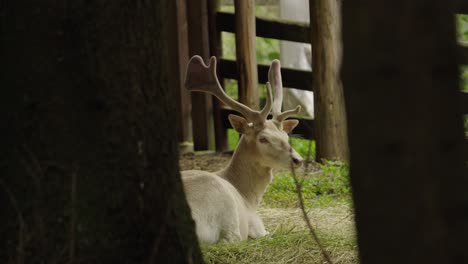 european fallow deer albinos resting among trees in a forest preserve