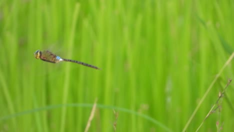 Green-dragonfly-flaying-UHD-MP4-4k