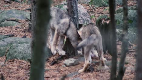 wolves playing, fighting, eating