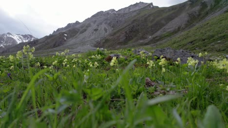 insects buzz arround wild flowers growing in an alpine meadow surrounded by steep mountain peaks in switzerland