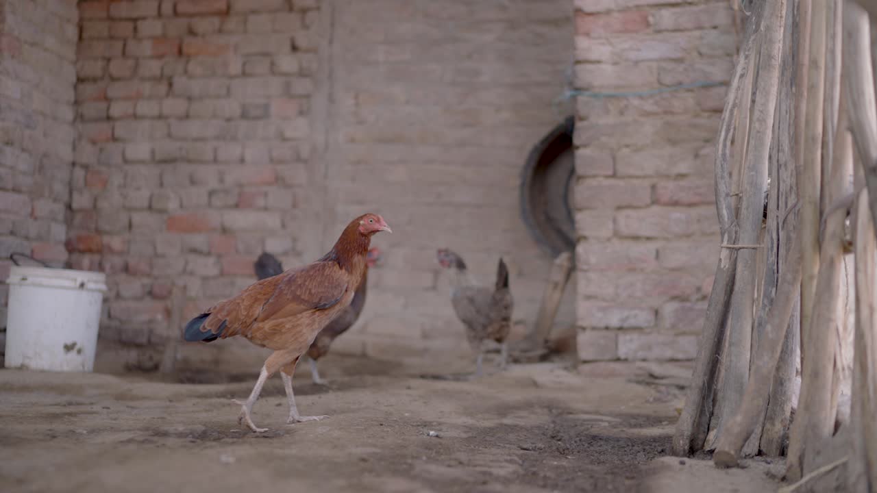 Several free-range chickens roam inside a brick farm building in a rural Punjab village