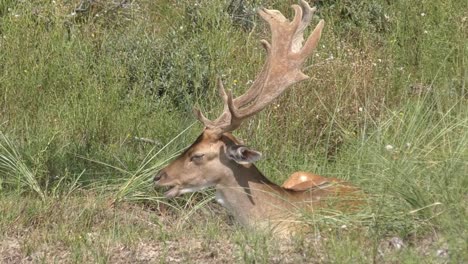 chilling dutch deer eating grass. stable shot