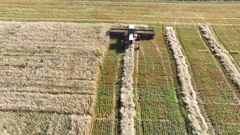 view from above and behind a swather as it comes to the end of the field where it is cutting wheat