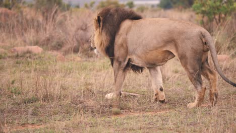 male lion with dark mane striding proudly in african savannah