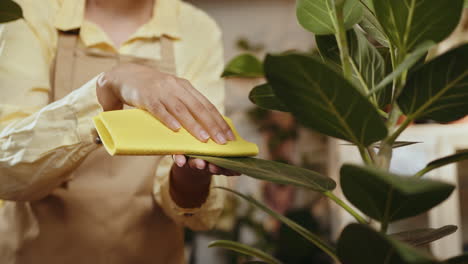 woman cleaning houseplants in a florist shop