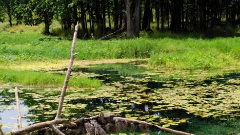 A-saltwater-crocodile-swimming-in-the-wild-through-crystal-clear-freshwater-and-lilies-in-remote-Ira-Lalaro-wetland-ecosystem-in-Nino-Konis-Santana-National-Park