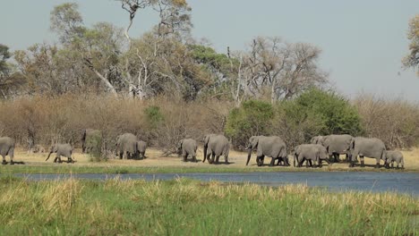 clip ancho de una gran manada de elefantes caminando a lo largo de la orilla del río khwai frente a la luz, botswana