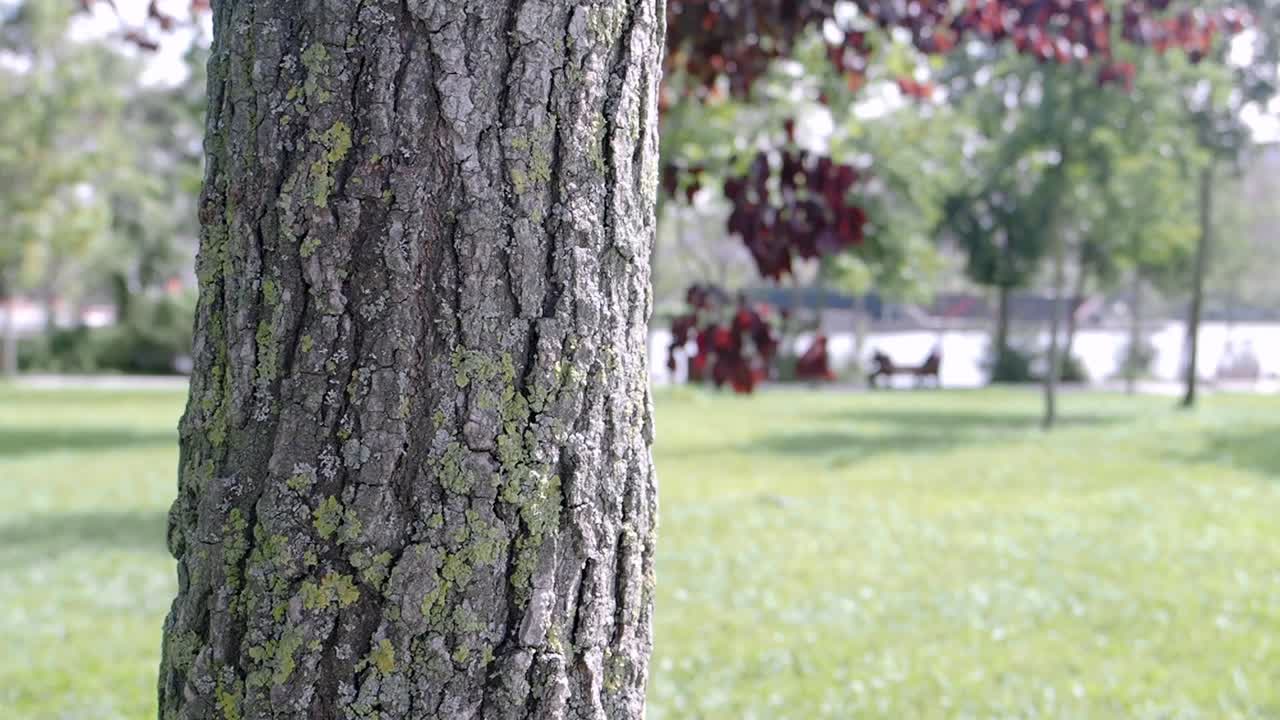 Close-up of a tree trunk in a park