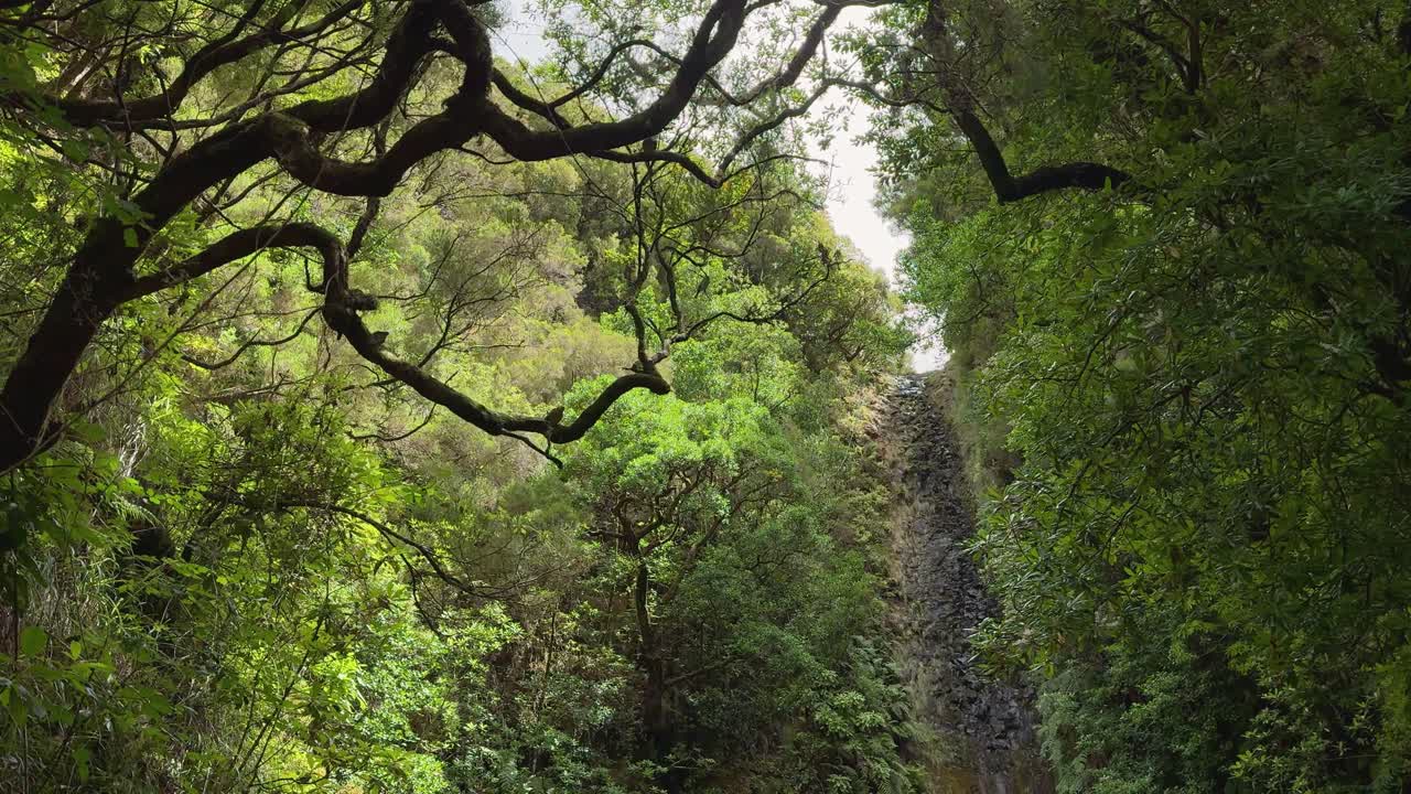 Sparrows jumping on the branches of a tree near the Levada 25 Fontes waterfall. Shot from a low angle.