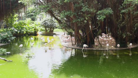 flamingos gather and interact near a pond