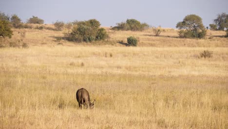 un búfalo del cabo solitario pastando en las hierbas altas de la sabana sudafricana es un objetivo para los leones hambrientos