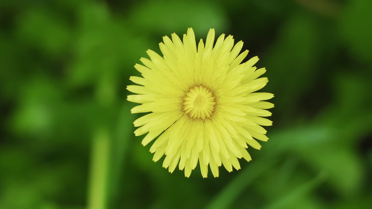 Macro shot of a dandelion in the breeze