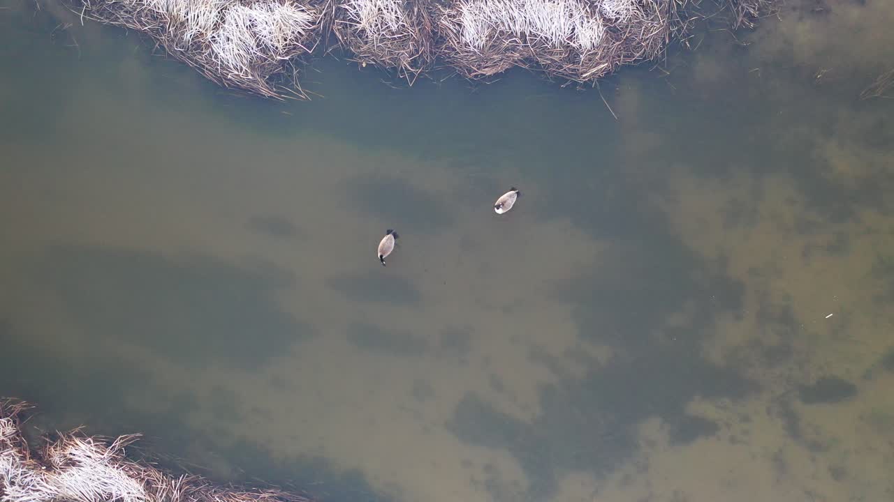 dos patos en un pantano