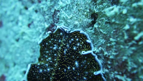 바위 산호초에 acanthozoon 해양 flatworm 크롤링, 매크로 닫습니다
