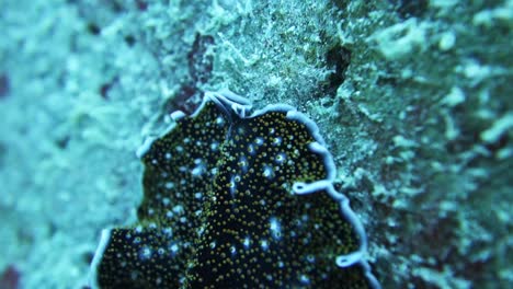 acanthozoon marine flatworm crawls on rocky coral reef, macro close up