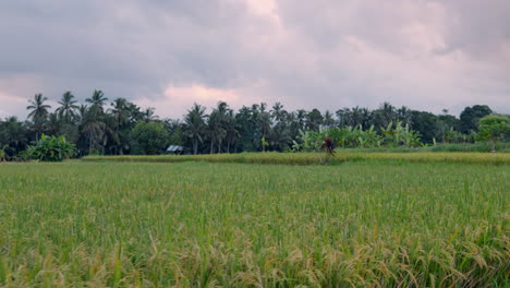 Growing-Rice-Fields-With-Tropical-Palm-Trees-Background-In-Ubud,-Bali-Indonesia