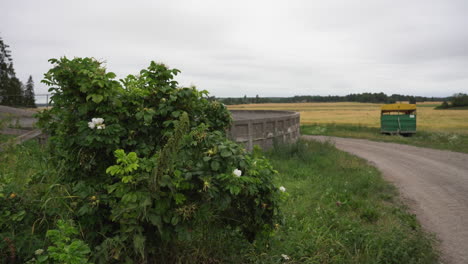 Wide-angle-shot-of-a-field-with-a-bush-in-the-foreground