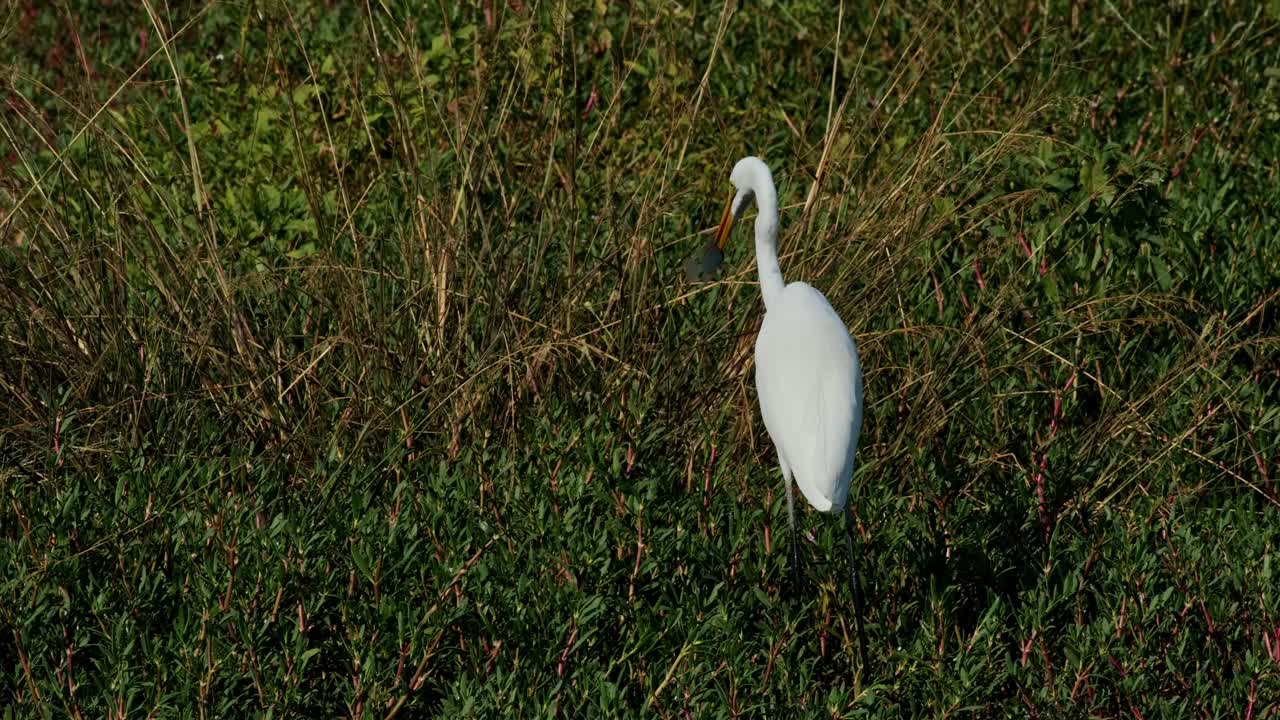 visto con un pez en su pico inclinado para morir antes de ser tragado, garza intermedia ardea intermedia, tailandia