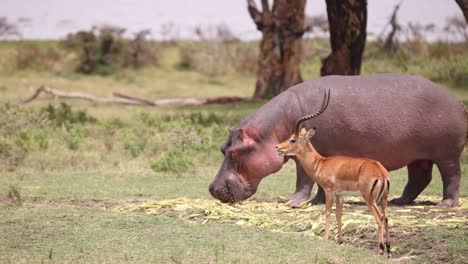 A hippo and antelope peacefully grazing on the grassy plains of Crescent Island in Kenya