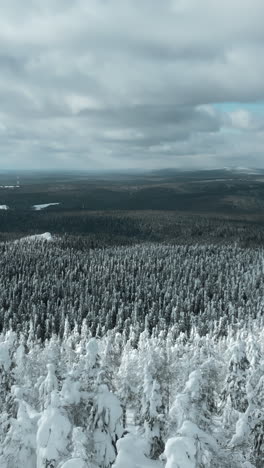 snowy pine forest landscape from above