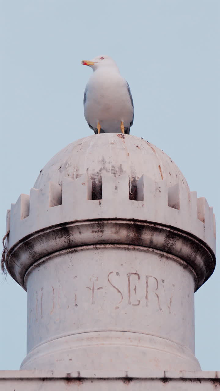 Seagull standing on a lighthouse with ht e blue sky on the background. Vertical