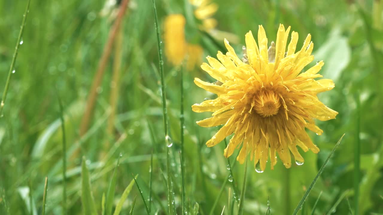 diente de león con gotas de lluvia