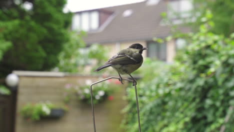 Kohlmeisevogel-Auf-Stange,-Der-Umgebung-Scannt