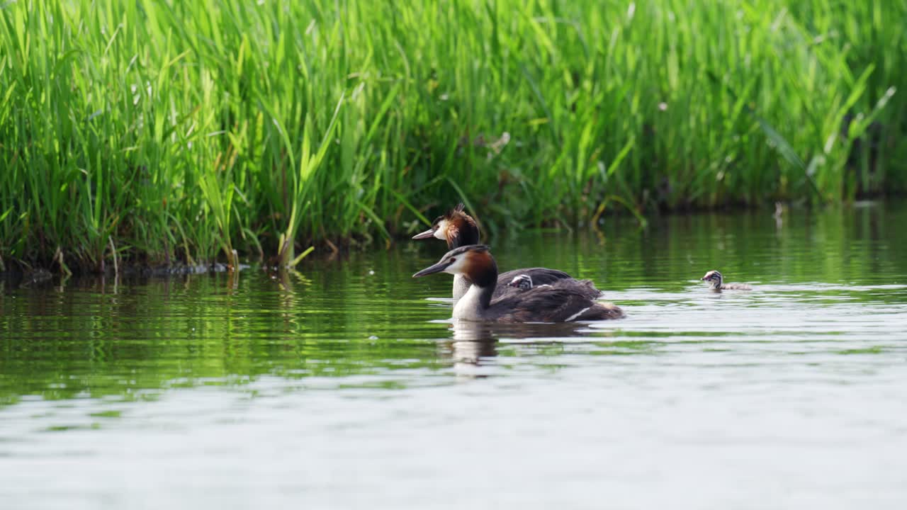 그레이트 크레스트 그레브 가족