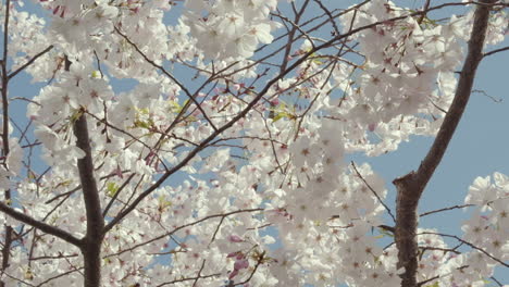 slow motion close-up of cherry tree branches swaying in the breeze