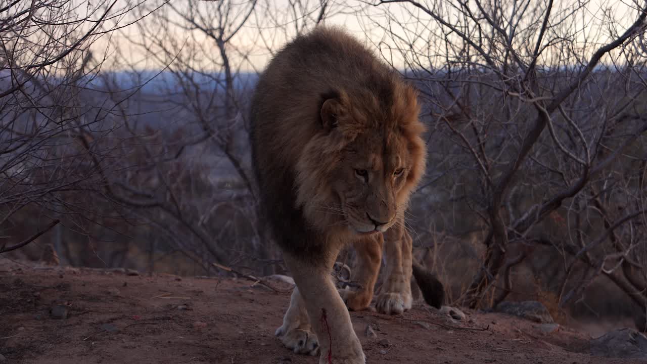 león caminando slomo con herida sangrienta de la batalla