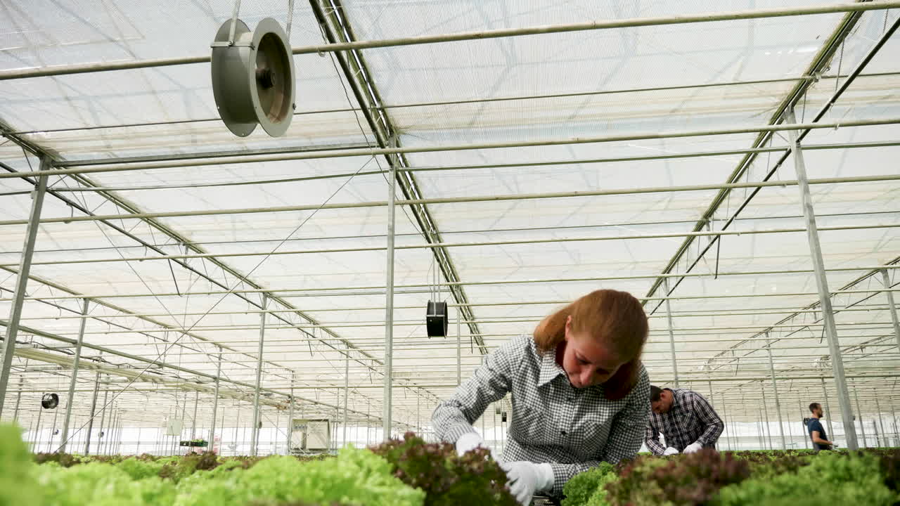 Woman tending to lettuce in a greenhouse