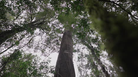 low perspective of massive enterolobium contortisiliquum tree in lush argentine jungle