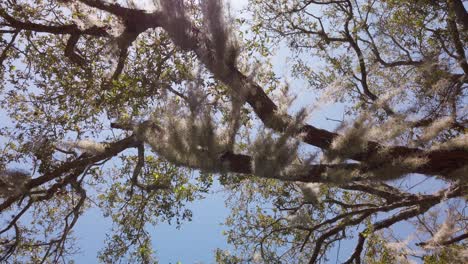 looking up at spanish moss dangling from southern live oak tree branches