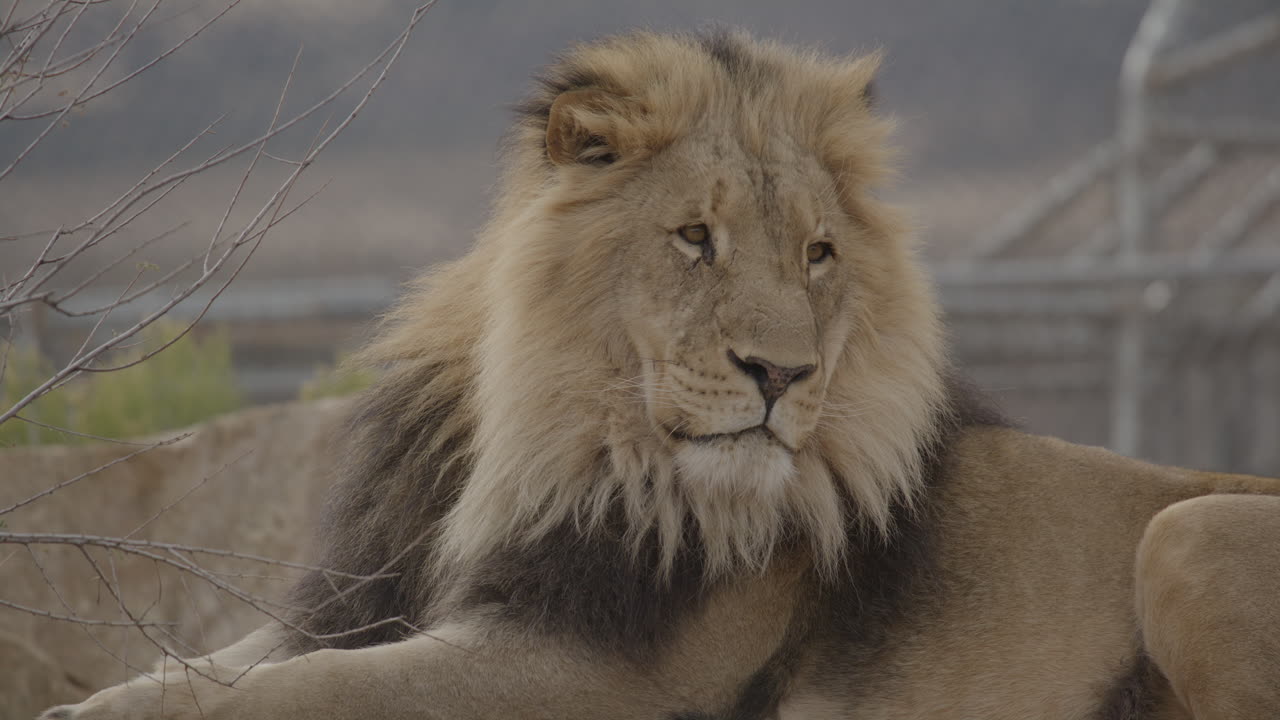 Male lion resting in the desert