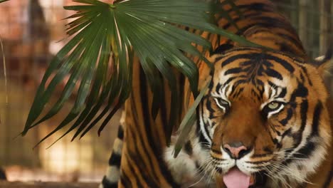 a tiger stands partially obscured by leaves, showcasing its striking stripes and intense gaze.