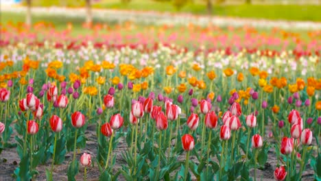 Primavera-Flores-Tiro-Deslizante-Festival-De-Tulipanes-Holanda-Países-Bajos-Película-Cinematográfica-Mirada-4k-Naturaleza