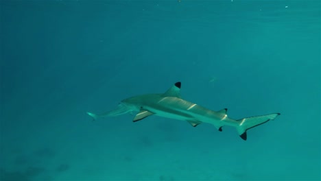 black tip reef sharks swimming in clear blue water