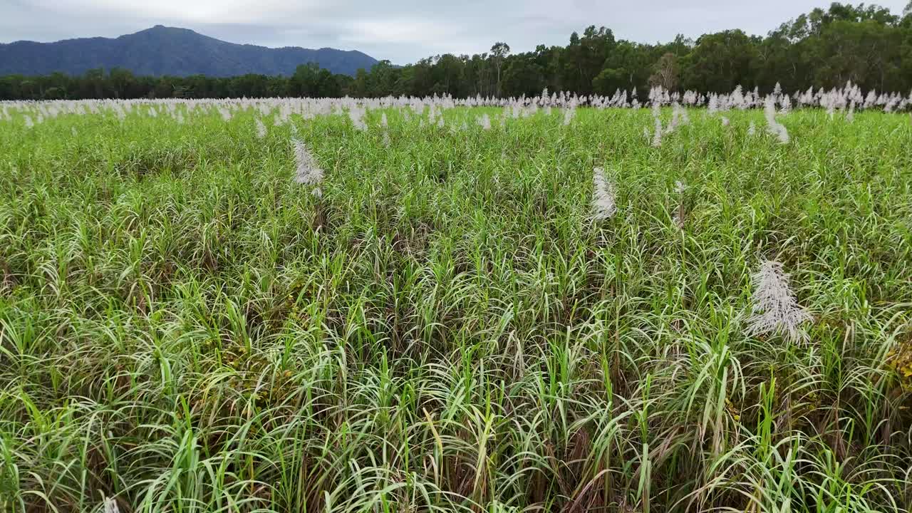 Aerial view of expansive sugarcane fields under cloudy skies in Port Douglas, showcasing rural landscapes and natural beauty