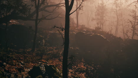 Verzauberter-Herbstwald-Im-Nebel-Am-Morgen