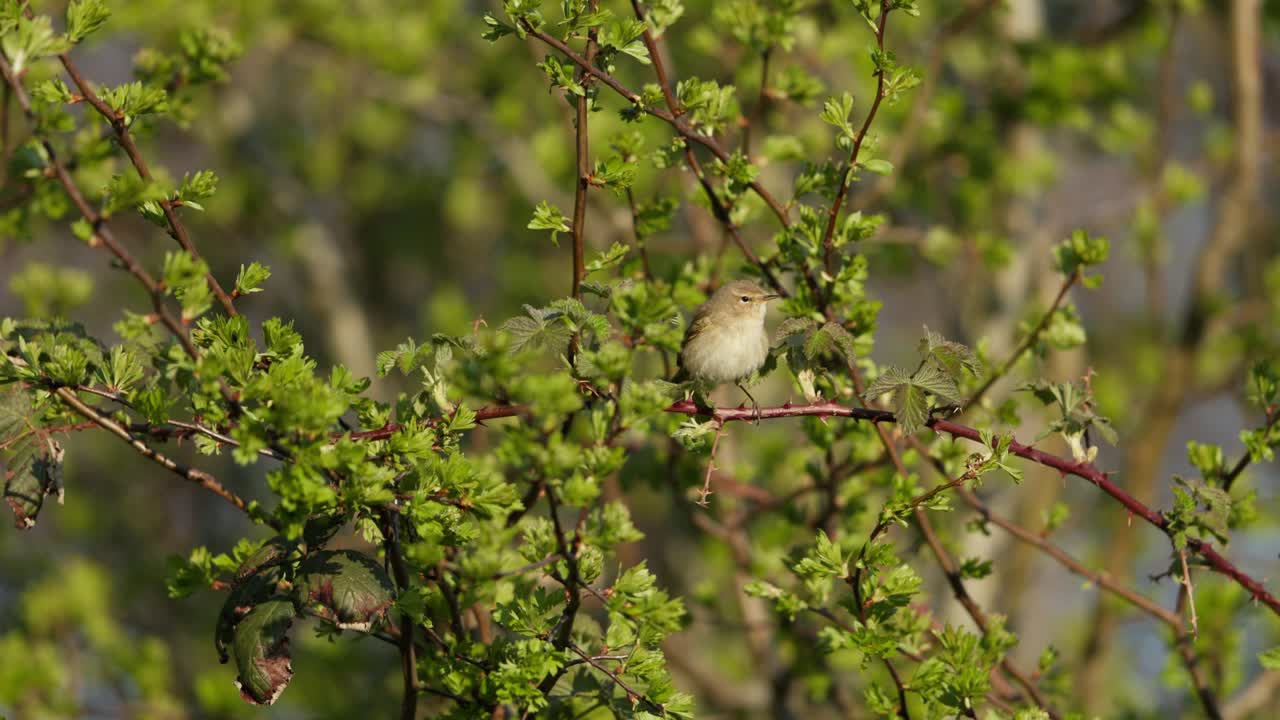 Small Bird in a Bush
