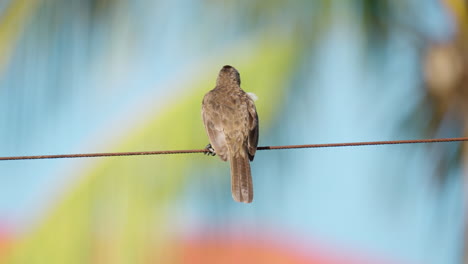 bulbul de ventilación amarilla encaramado en un cable de metal y esponja sus plumas en un día soleado contra una palmera borrosa en malasia