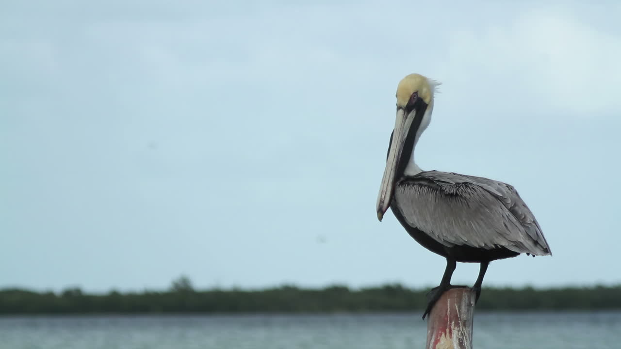 새, 야생동물, 멕시코