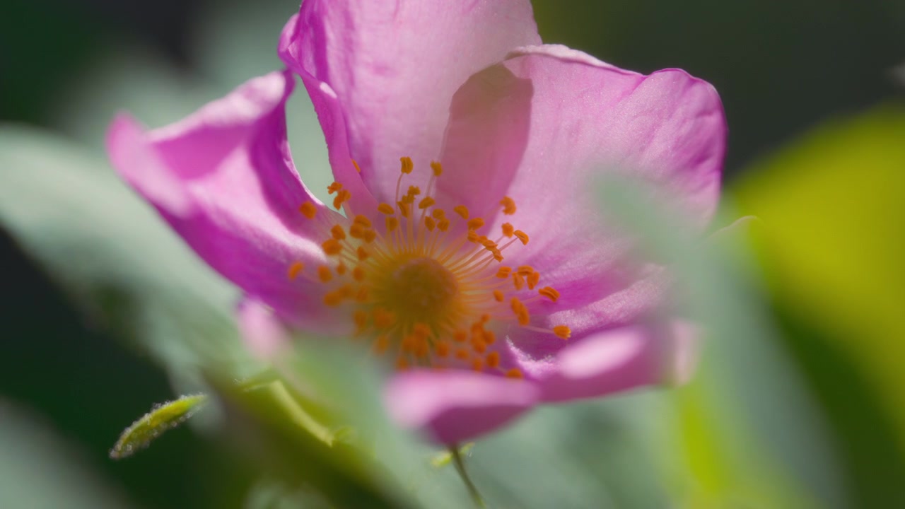 Fiore rosa sotto la luce del sole in macro.