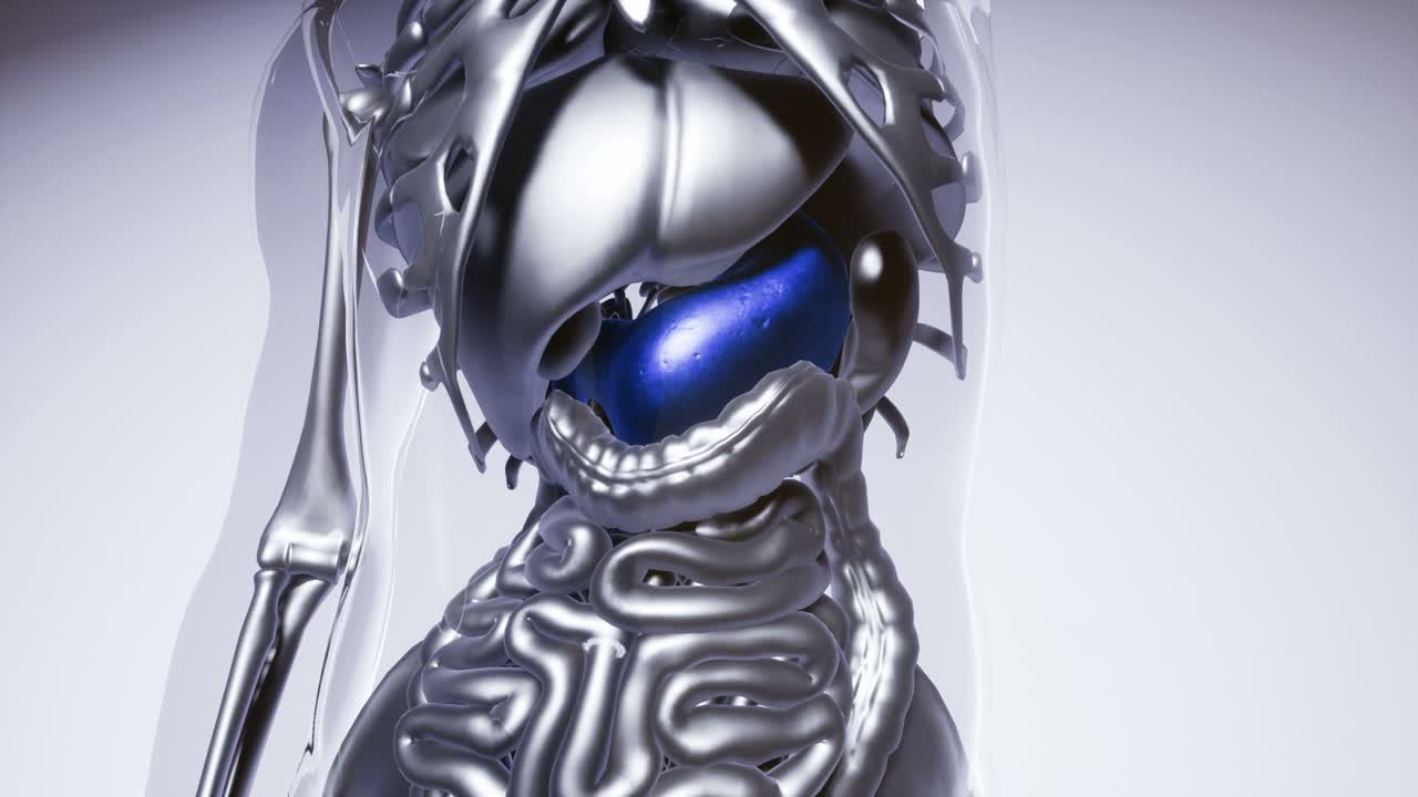 modelo de estómago humano con todos los órganos y huesos