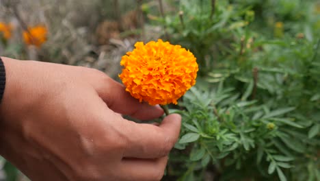 hand holding an orange marigold flower