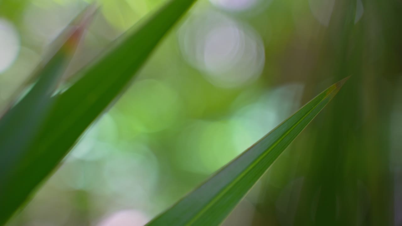 tiro de vegetación de primer plano hd de hojas de helecho de plantas tropicales puntiagudas con un hermoso bokeh de cámara borrosa en el fondo