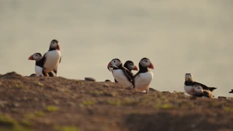 puffins on a cliff