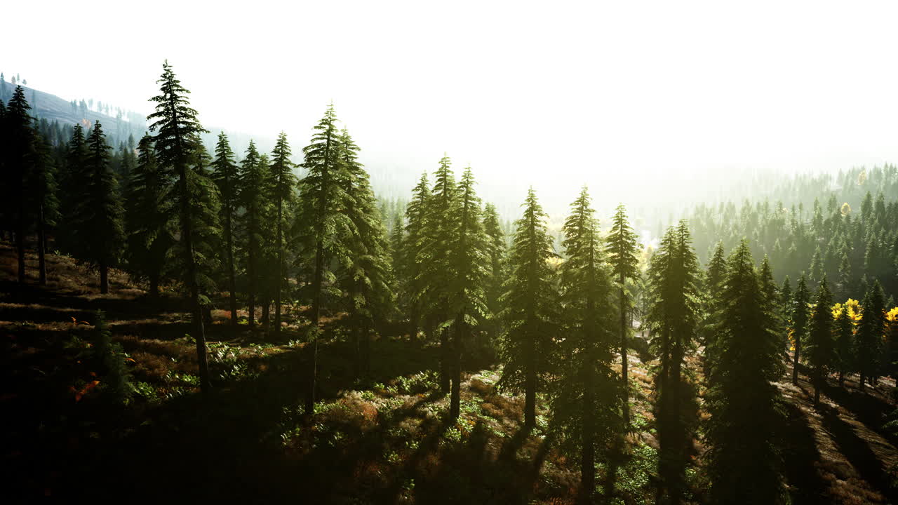 Misty mountain forest landscape in the morning