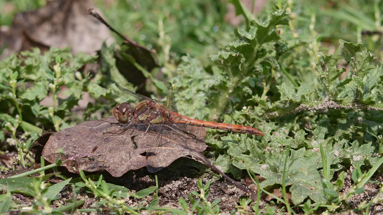 마른 잎 위 에 앉아 있는 드래곤플라이, 일반적인 다르터