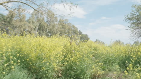 Ein-Mann-Taucht-Aus-Einem-Feld-Voller-Hoher-Blumen-Auf,-Ein-Tollpatschiger,-Sorgloser-Geist,-Der-In-Zeitlupe-Auf-Die-Kamera-Zuläuft-Und-Die-Pure-Lebensfreude-Inmitten-Der-Natur-Einfängt